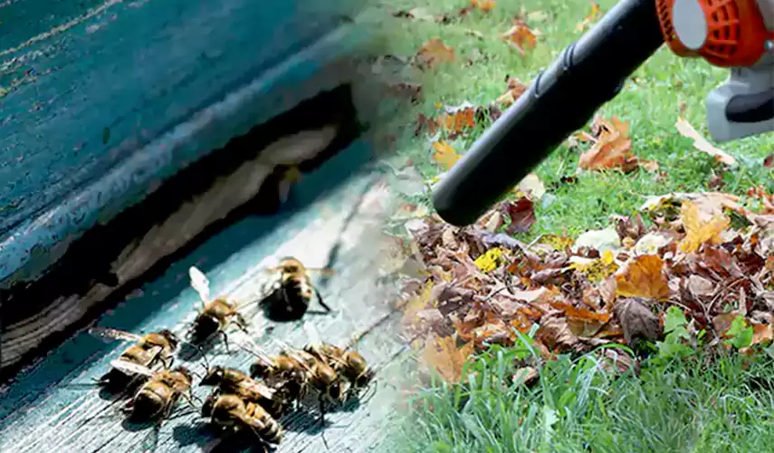 Wasps Pest Control Alpharetta, GA