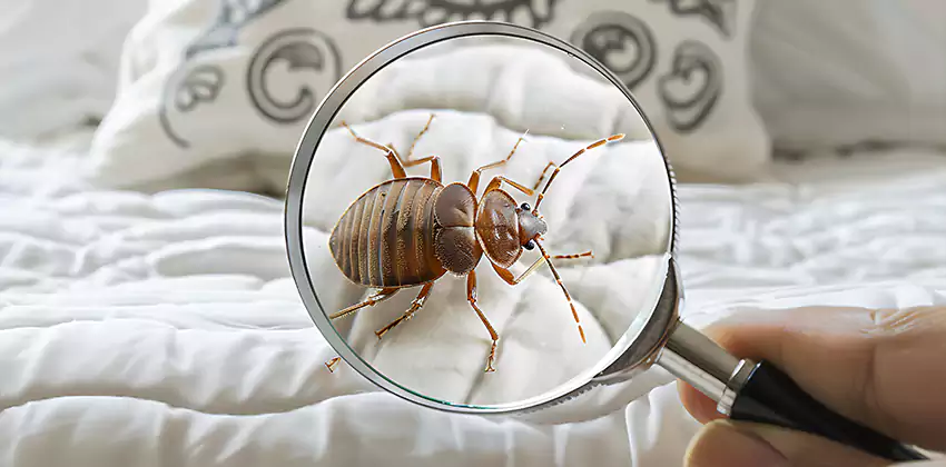 bed-bug-pest-control in Alpharetta, GA