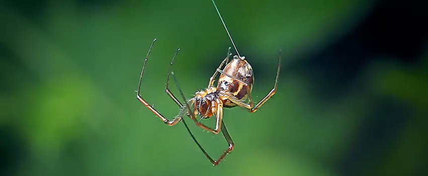 Spider and Mosquito Control Solutions Alpharetta, GA