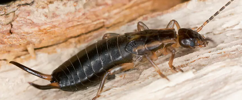 earwig-control in Alpharetta, GA
