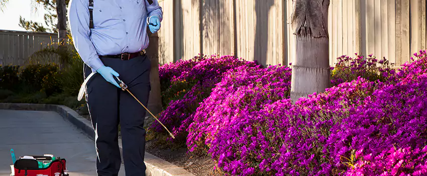 grub-treatment in Alpharetta, GA