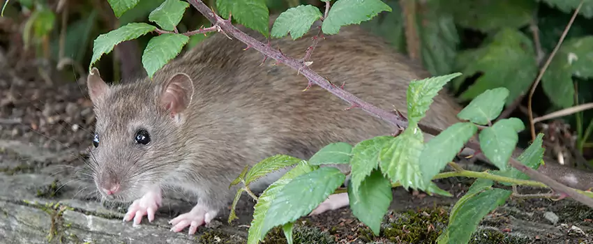 mouse-control in Alpharetta, GA