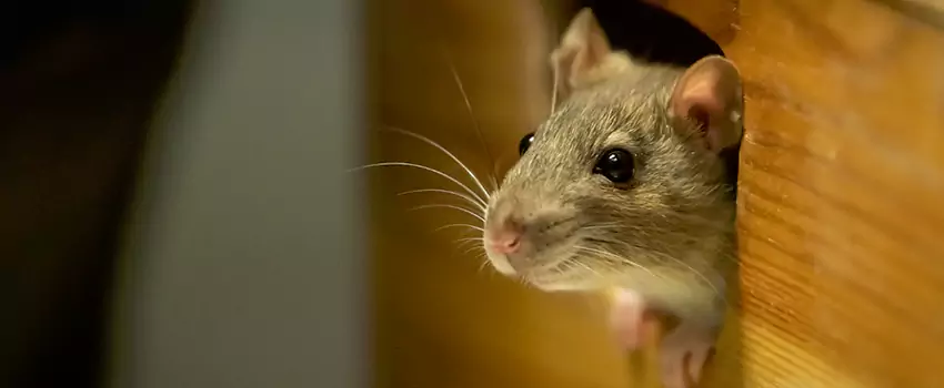 rat-inspection in Alpharetta, GA