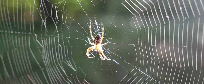 spider-pest-control in Alpharetta, GA