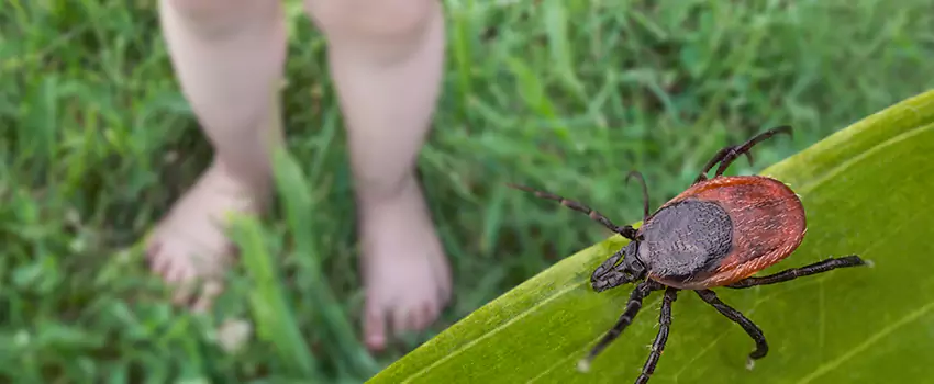 tick-treatment-for-yard in Alpharetta, GA