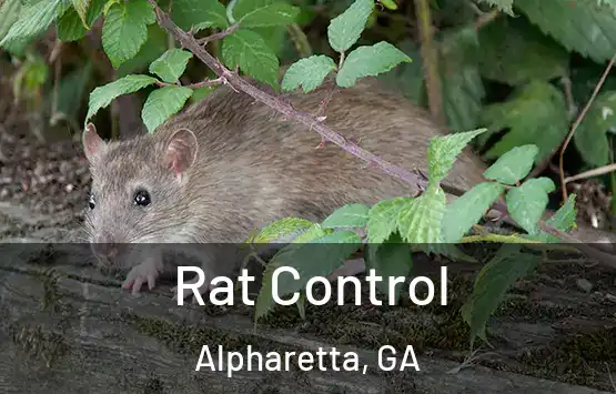  Rat Control Alpharetta, GA